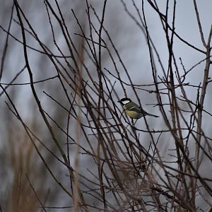Great tit (wild)