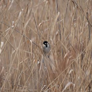 Reed bunting (wild)