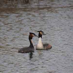 Great crested grebe pair