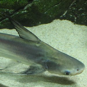 Monster Fish Zoo Budapest, Iridescent shark