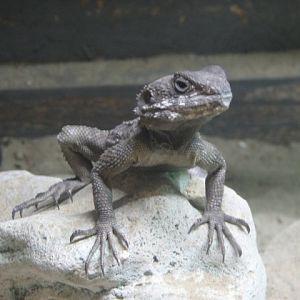 Monster Fish Zoo Budapest, Agama ID