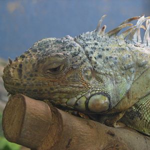 Monster Fish Zoo Budapest, Green iguana
