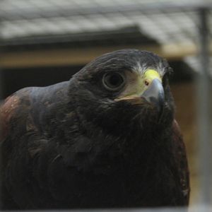 Monster Fish Zoo Budapest, Harris's hawk