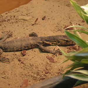 Monster Fish Zoo Budapest, Monitor ID