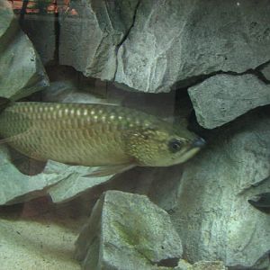 Monster Fish Zoo Budapest, Arowana