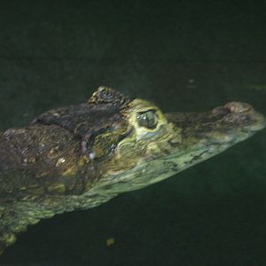 Monster Fish Zoo Budapest, Spectacled caiman