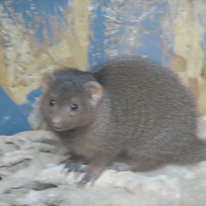 Monster Fish Zoo Budapest, Dwarf mongoose