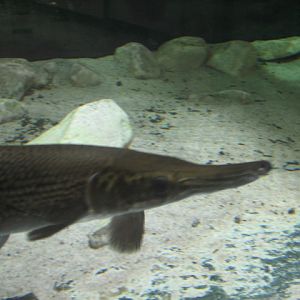 Monster Fish Zoo Budapest, Alligator gar