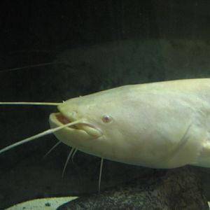 Monster Fish Zoo Budapest, Silurus glanis