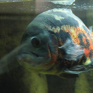 Monster Fish Zoo Budapest, Oscar