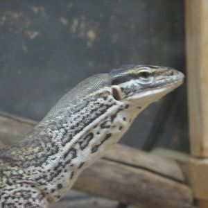Monster Fish Zoo Budapest, Argus monitor