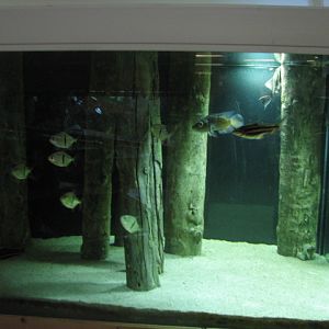 Monster Fish Zoo Budapest, Amazon tank