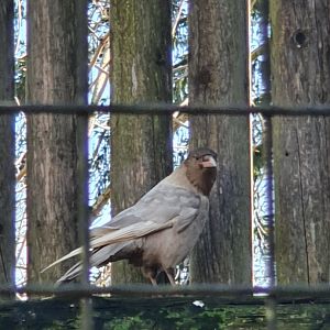Hypomelanistic(?) Carrion crow