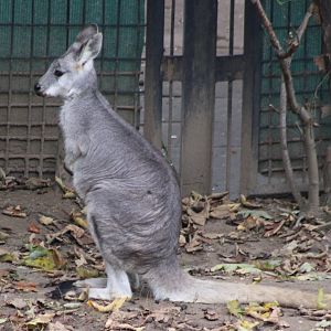 Eastern wallaroo
