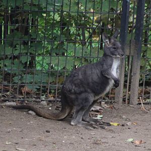 Eastern wallaroo