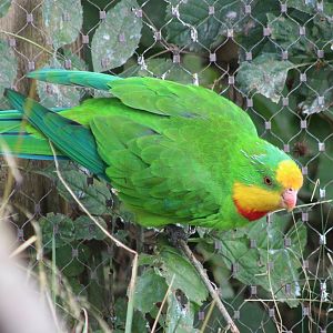 Superb parrot - male