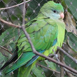 Superb parrot - female
