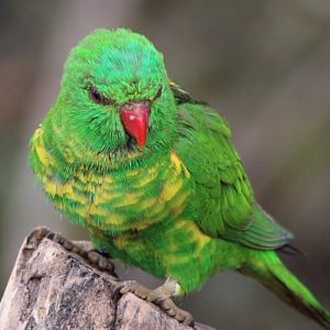 Scaly-breasted lorikeet