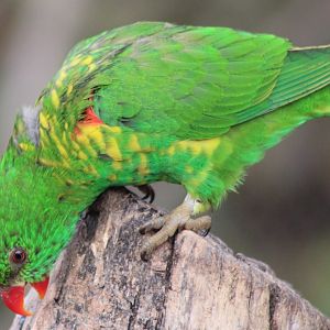 Scaly-breasted lorikeet