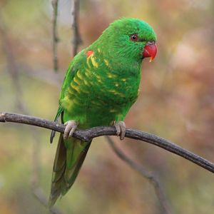 Scaly-breasted lorikeet