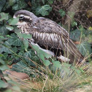 Bush thick-knee