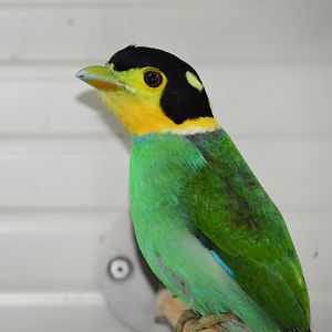 Long-tailed broadbill (Psarisomus dalhousiae)