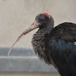 Red-naped ibis (Pseudibis papillosa)