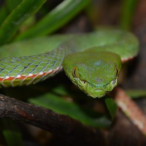 Siamese peninsula pit viper (Popeia fucata)