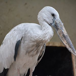 Asian openbill (Anastomus oscitans)