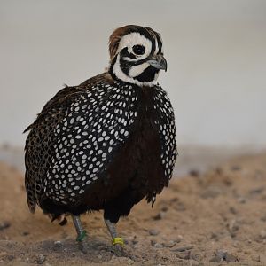 Montezuma quail (Cyrtonyx montezumae)