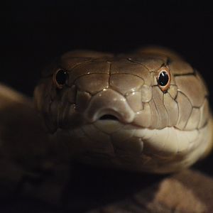 King cobra (Ophiophagus hannah)