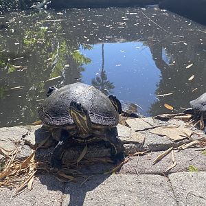 Turtle Id?