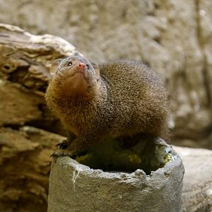 Dwarf Mongoose
