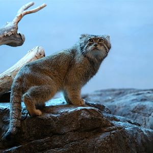 Pallas's Cat