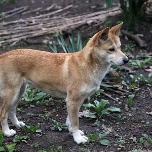 Dingo