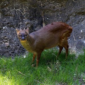Southern Pudu