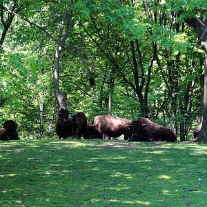 American Bison Herd