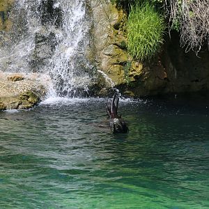 Sea lion under the fall