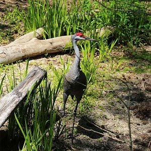 Sandhill Crane