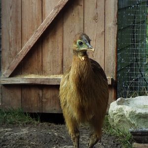 Cassowary Chick, Hamerton Zoo Park