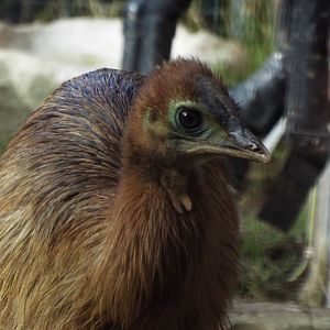 Cassowary Chick, Hamerton Zoo Park