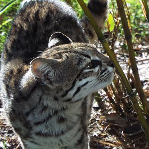 Oncilla, Hamerton Zoo Park
