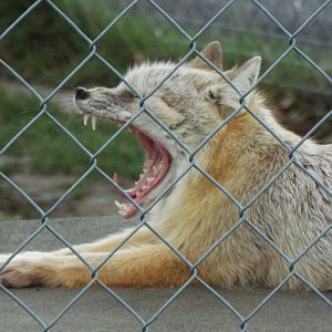 Corsac Fox, Hamerton Zoo Park