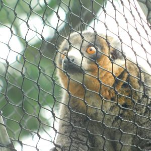 Primate Canopy Trail- Mongoose Lemur