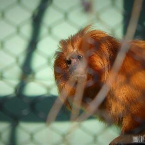 Golden Lion Tamarin