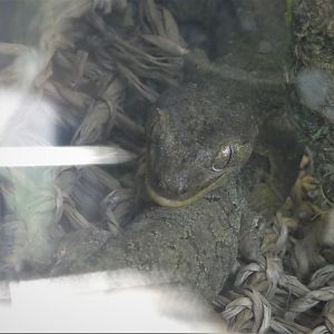 Reptiles of Oceania - Mossy New Caledonian Gecko