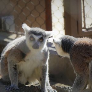 Madagascar - Ring-tailed Lemurs