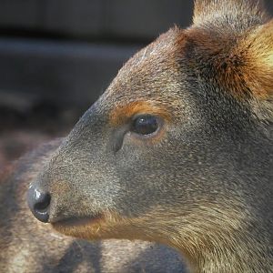 Southern Pudu - Clover