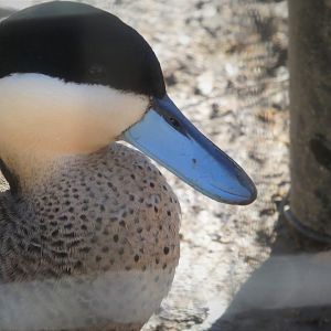 South American Aviary - Puna Teal