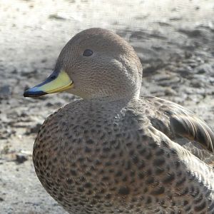 South American Aviary - Chilean Pintail